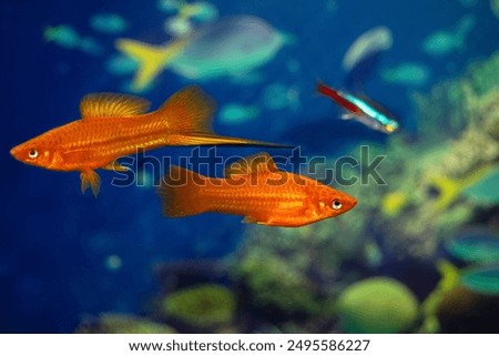 Similar – Image, Stock Photo Exotic fish in aquarium