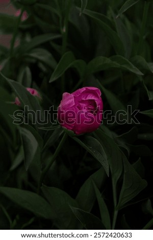 Similar – Image, Stock Photo bud of peony just before development