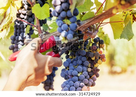 closeup of hands to gather a bunch of grapes