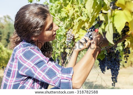 young woman picks grapes in a vineyard