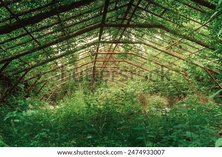 Similar – Image, Stock Photo Greenhouse glasshouse sunny interior full of fresh green plants. Modern interior architecture design. Natural Indoor decorative plants. Lush botanical garden. Beautiful spring background.