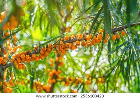 Similar – Image, Stock Photo Sea buckthorn hedge