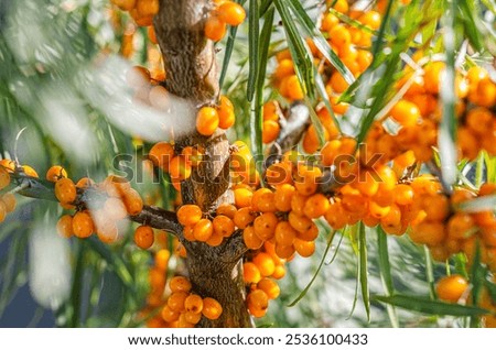 Similar – Image, Stock Photo Sea buckthorn hedge