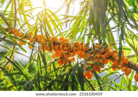 Similar – Image, Stock Photo Sea buckthorn hedge