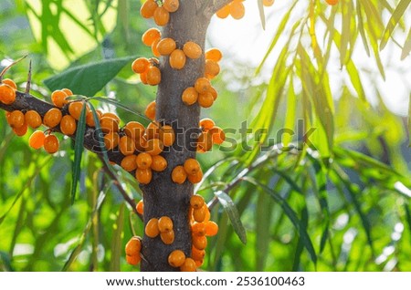 Similar – Image, Stock Photo Sea buckthorn hedge