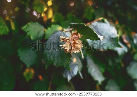 Image, Stock Photo Brown ripe hazelnut on spoon at table