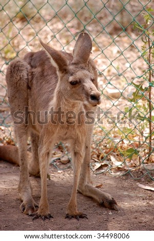 Large red kangaroo on all fours
