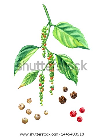 Black pepper branch with ripening fruits and products from it: black pepper peas, white pepper, pink pepper peas, watercolor painting on a white background, isolated