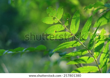 Mountain ash leaf sun lit from background, shallow depth of field, color horizontal photo.