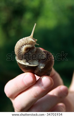 Garden Snail in Hand. Green background.