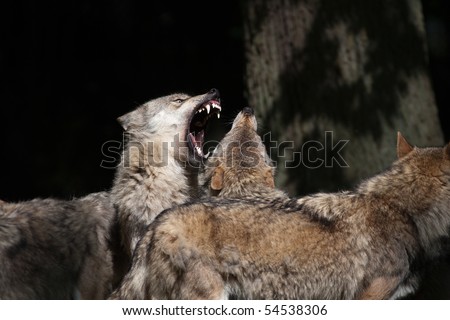 Hierarchic encounter between gray wolves (Canis lupus)