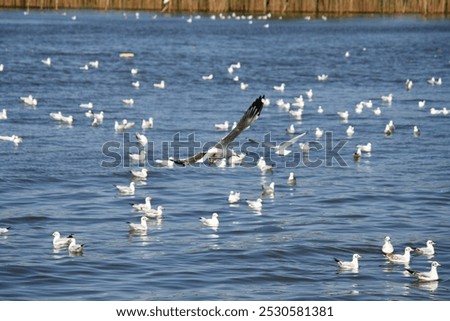 Similar – Seagulls hunting and flying over water