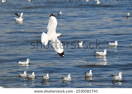 Similar – Seagulls hunting and flying over water