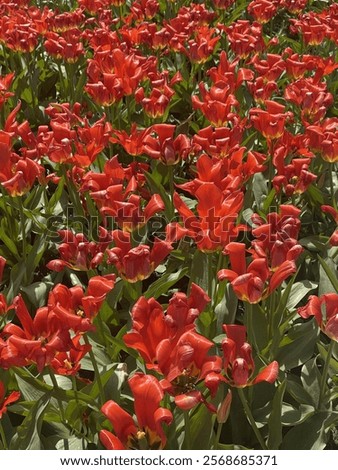 Similar – Image, Stock Photo Garden with countless red and yellow tulips and flowers