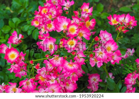 Lupo rose flowers in the garden. Pink drift ground cover rose Zdjęcia stock © 