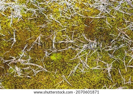 Dry pine needles on green moss. Prim surface of pine forest Imagine de stoc © 
