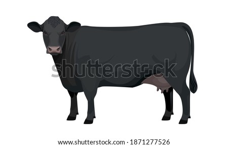 Farm animal - Bull. Aberdeen Angus - The Best Beef Cattle Breeds collection. Vector Illustration.