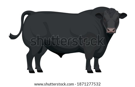 Farm animal - Bull. Aberdeen Angus - The Best Beef Cattle Breeds collection. Vector Illustration.