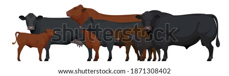 Farm animals - Herd of Bull, Cow, Calf. Set Aberdeen Angus - The Best Beef Cattle Breeds. Vector Illustration.