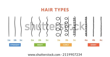 Classification of hair types - straight, wavy, curly, kinky. Scheme of different types of hair. Curly girl method. Vector illustration on white background. Foto stock © 