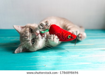 Similar – Image, Stock Photo sweet tooth Cat kitten