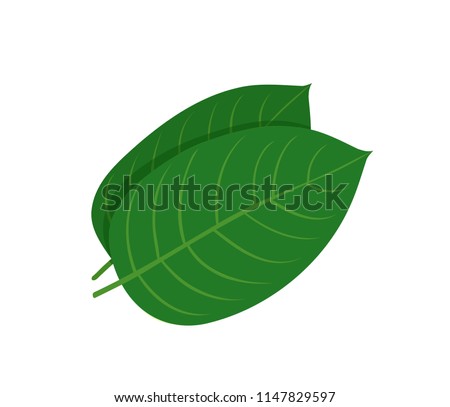 Mitragyna speciosa, kratom leaf. Vector flat illustration icon design. Isolated on white background. Kratom plant drug concept