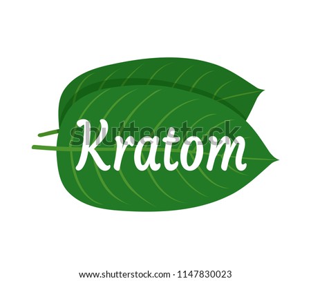 Mitragyna speciosa, kratom leaf logo template. Vector flat illustration icon design. Isolated on white background. Kratom plant drug leaf logo concept