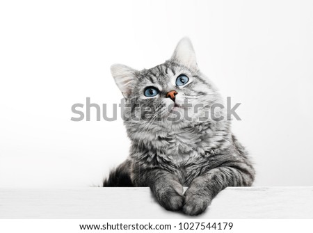 Similar – Foto Bild Katze mit blauen Augen blickt in die Kamera