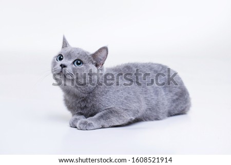 Shutterstock Puzzlepix