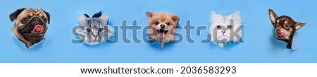 Funny gray kittens and smiling dogs on trendy blue background. Lovely fluffy cats, puppy of pomeranian spitz, chihuahua and pug climbs out of hole in colored background.