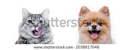 Funny gray kitten and smiling dog on white background. Lovely fluffy cat and puppy of pomeranian spitz. Stock foto © 
