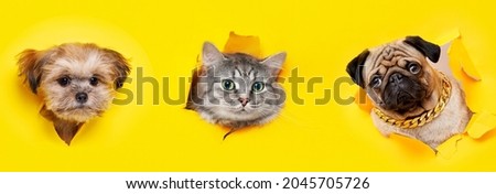 Funny gray kitten and smiling dog on trendy yellow background. Lovely fluffy cat and puppy of Shih tzu, pug breed climbs out of hole in colored background. Wide angle horizontal wallpaper or web banne
