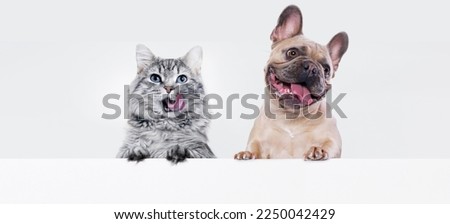 Similar – Image, Stock Photo French Bulldog with young woman in headphones smiling while lying on the couch