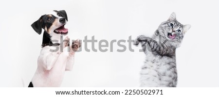 Similar – Image, Stock Photo doggie eyes Animal Pet Dog