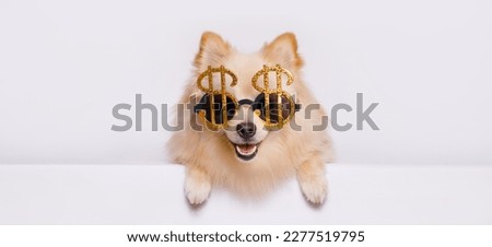 Similar – Image, Stock Photo doggie eyes Animal Pet Dog