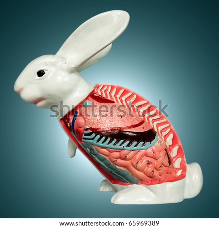 Replica Of Rabbit Internal Organ Stock Photo 65969389 : Shutterstock