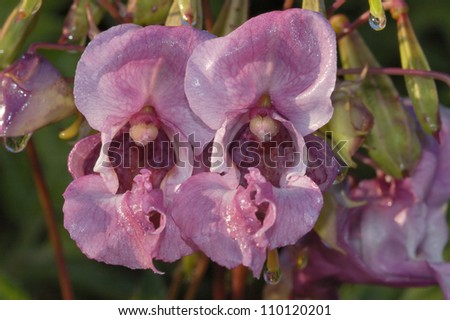 Himalayan Balsam - Impatiens glandulifera Invasive riverside plant Close-up of two flowers