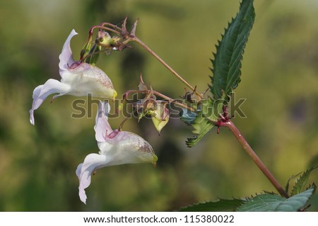 Himalayan Balsam - Impatiens glandulifera Invasive riverside plant, white form