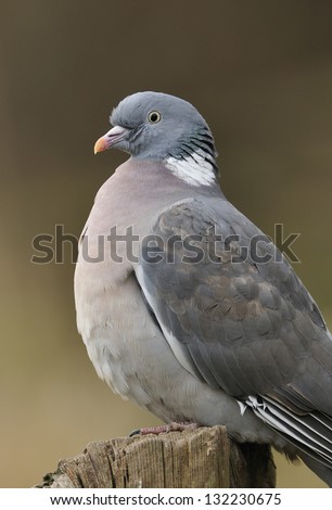Wood Pigeon - Columba palumbus Portrait on fence post