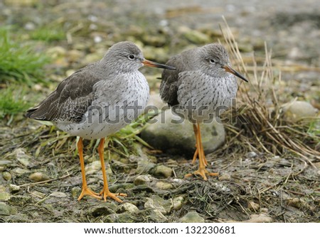 Two Redshank - Tringa totanus Wader birds