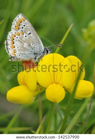 Brown Argus Butterfly - Aricia agestis On Bird\'s-foot Trefoil - Lotus corniculatus