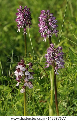 Lady Orchid - Orchis purpurea (front left) with three Lady x Monkey Orchid Hybrid - Orchis purpurea x simia
