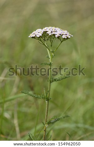 Similar – Foto Bild Schafgarbe am Wegesrand