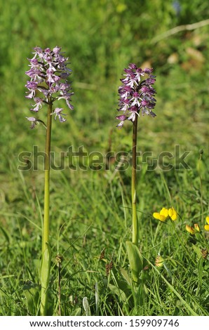 Lady x Monkey Orchid Hybrid - Orchis purpurea x simia Two flowers