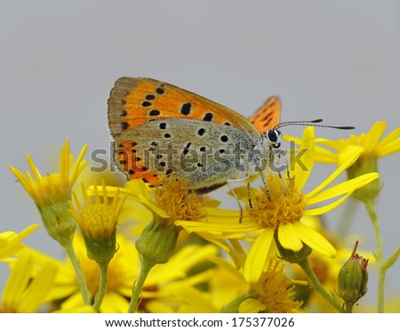 Large Copper Butterfly - Lycaena dispar Female Underside on Ragwort