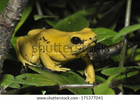 Golden Poison Frog - Phyllobates terribilis The worlds most poisonous animal