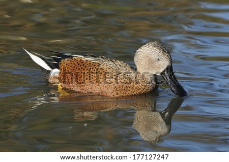 Red Shoveler Duck - Anas platalea Male on water with reflection