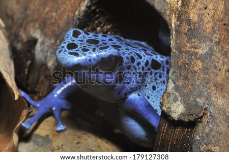Blue Poison Frog - Dendrobates tinctorius azureus Rare species from Surinam