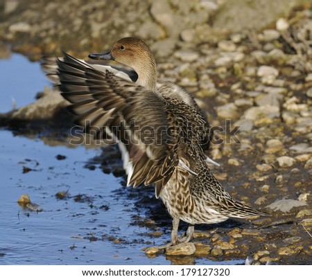 Pintail - Anas acuta Female duck flapping wings