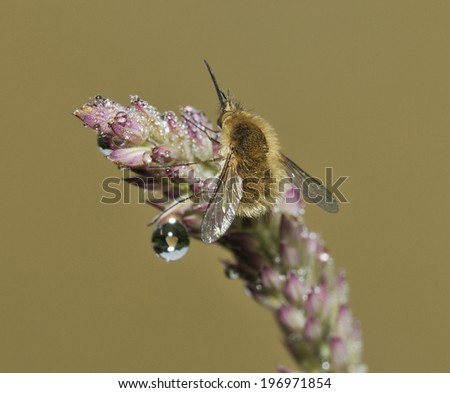 Western Bee-Fly - Bombylius canescens Roosting on wet grass